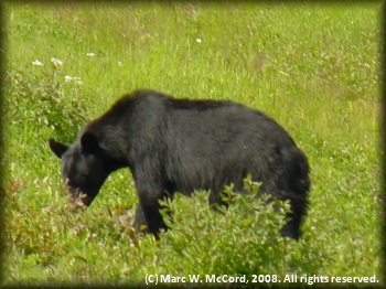 Black bear feeding on berries right alongside the highway