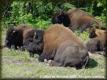Buffalo resting beside the highway
