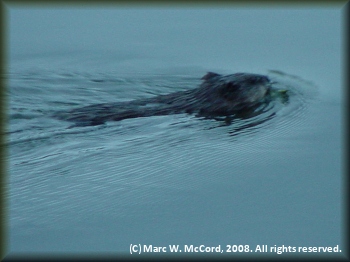 A beaver on the Teslin River