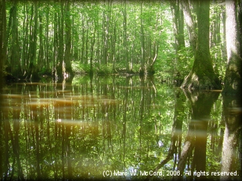 Glassy water amid Tupelo and Bald Cypress accentuate the beauty of Bayou deView