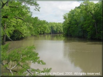 A downriver view on Bayou deView near Cotton Plant