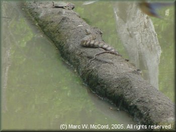 A banded watersnake sunning on a deadfall log on Bayou deView