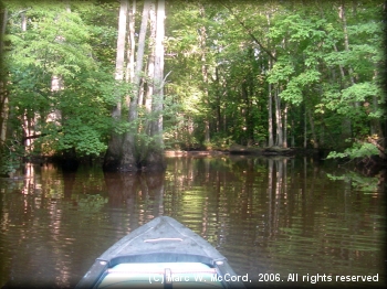 Gee, these trees all look the same!