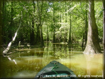 Entering the Rex Hancock Black Swamp looking for the boat ramp at our campsite