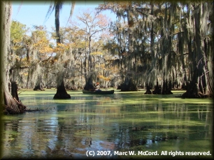 Paddling the swamps of Caddo Lake