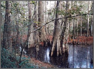 Cypress trees on Village Creek