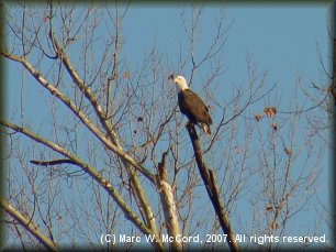 Bald Eagle on the Elk River