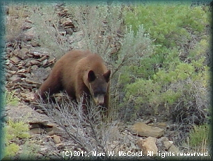 Black bear in Desolation Canyon