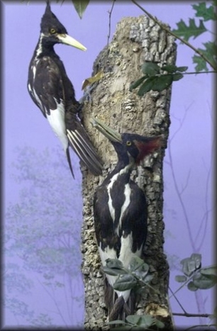Ivory-billed Woodpeckers
