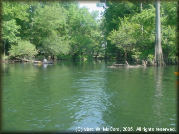 Bald cypress and hardwood trees line the riverbanks