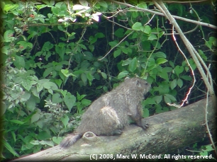 A beaver on the Lower Mountain Fork below Presbyterian Falls