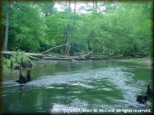 Typical deadfall hazard blocking the river channel