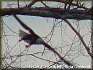 Bald eagle on the Niangua River near Bird Island