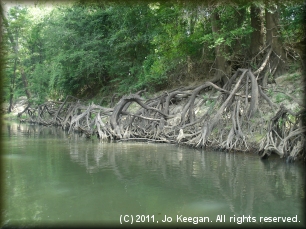 Cypress root systems commonly found on the Saline River