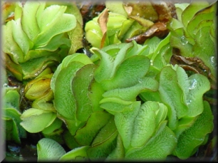 The very invasive Giant Salvinia