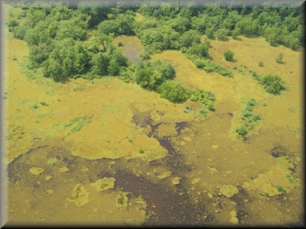 Giant Salvinia choking off the waters of a lake